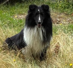 Messy Herding Dog! (July 2026)